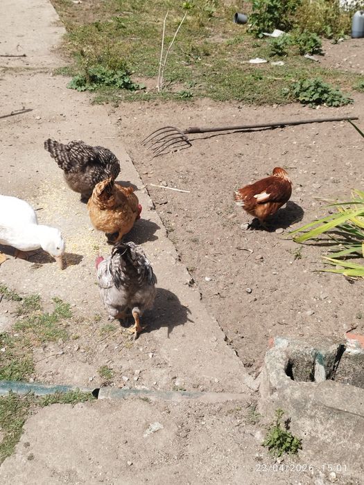 Ovos caseiros de galinha
