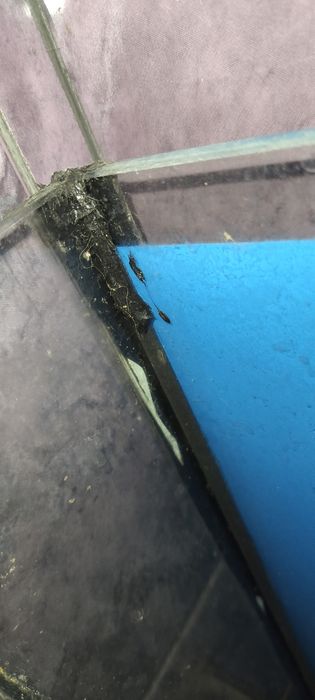 Akwarium 250L + sump