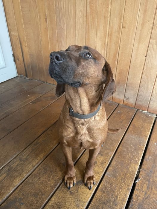 Posokowiec Bawarski- Drako - 8 lat