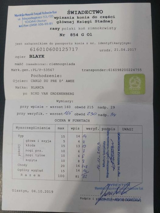 Sprzedam ogiera zimnokrwistego