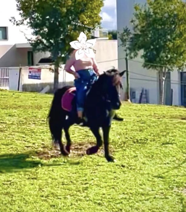 Pónei Preto Castrado