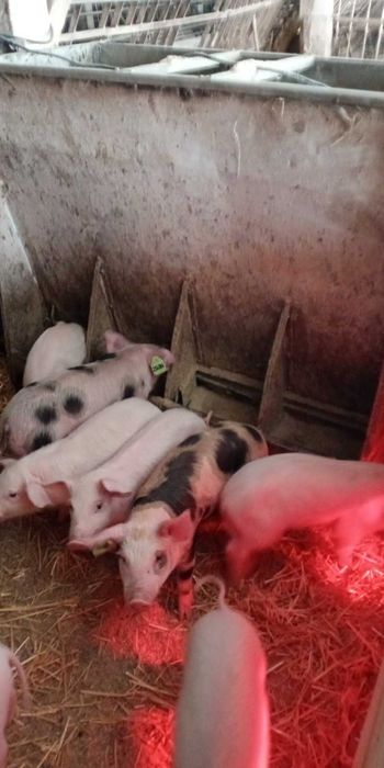 Продам поросяток