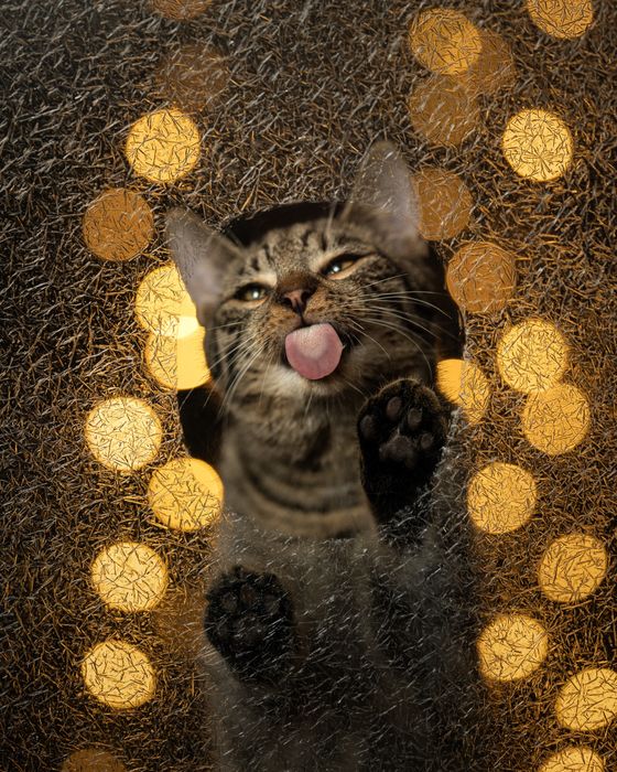 Mlode kotki szukaja domkow