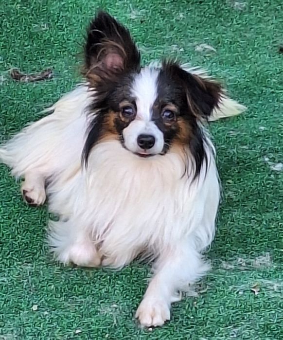 Папильон подросток