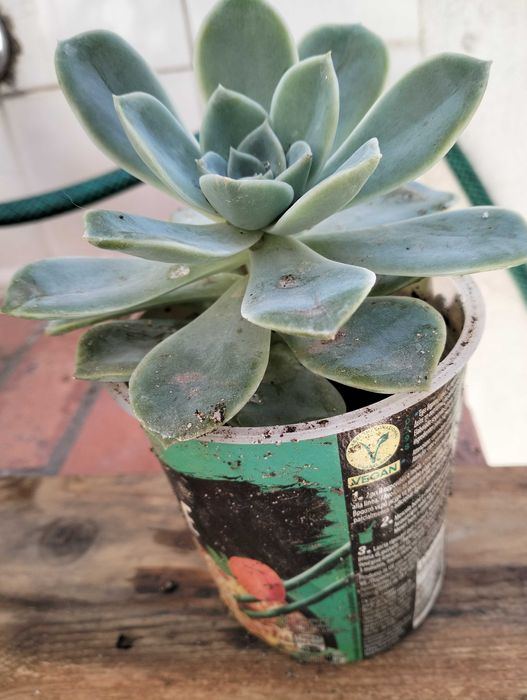 Suculenta familia Echeveria Rockrose