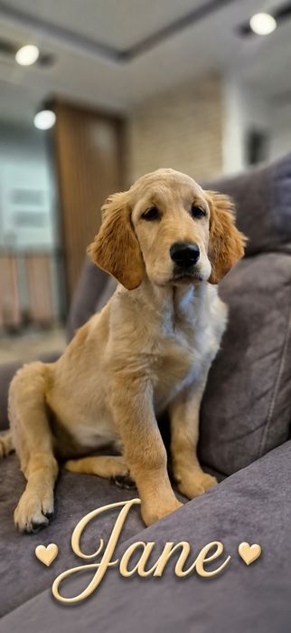 Golden Retriever zlota suczka Jane gotowa do odbioru