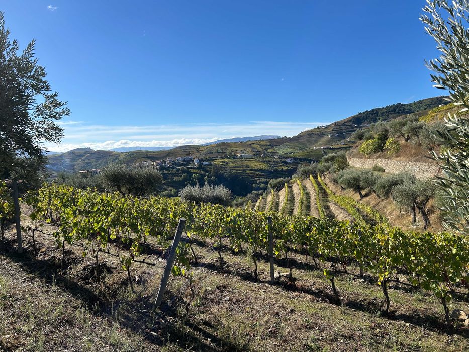 Vinha no Douro Vinhateiro - Bertelo Cumieira