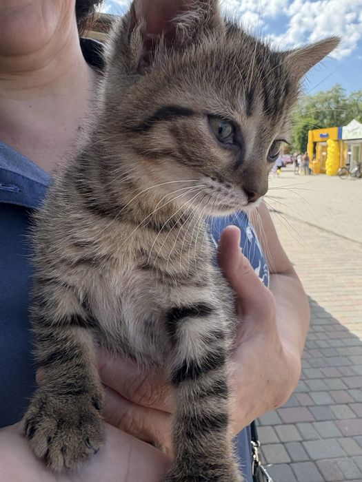 Котята 2- місячні