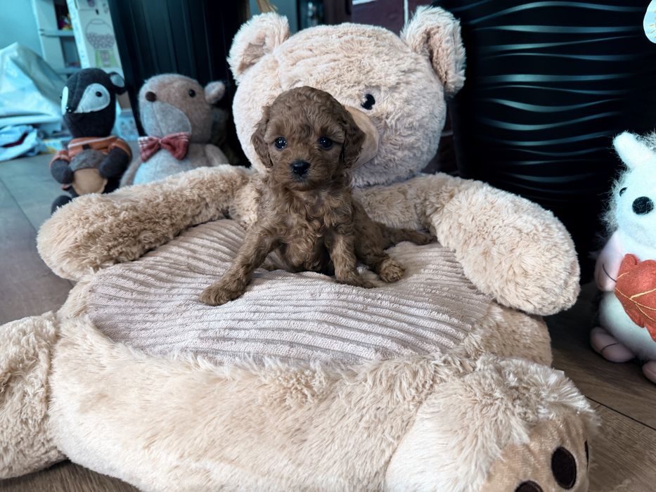 Cavapoo F1b sunia mini
