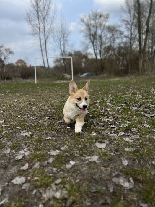 Вельш Корг цуценя Коргі