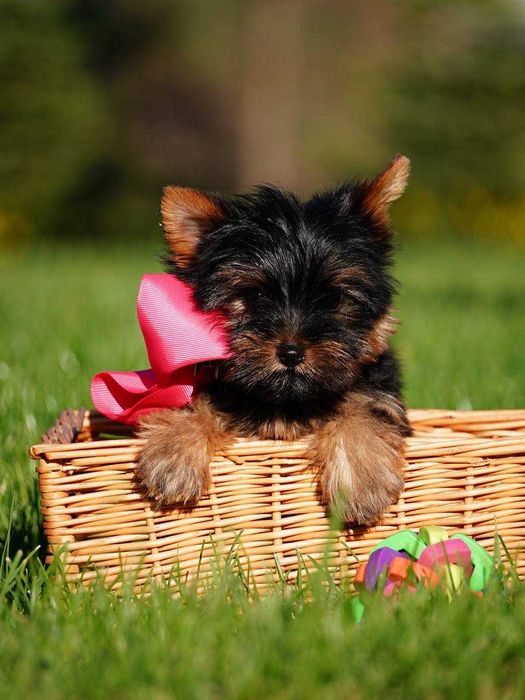 Ваш найкращий друг – цуценя йорка з серцем, повним любові