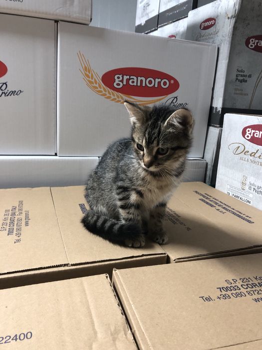 Віддам котиків у добрі руки