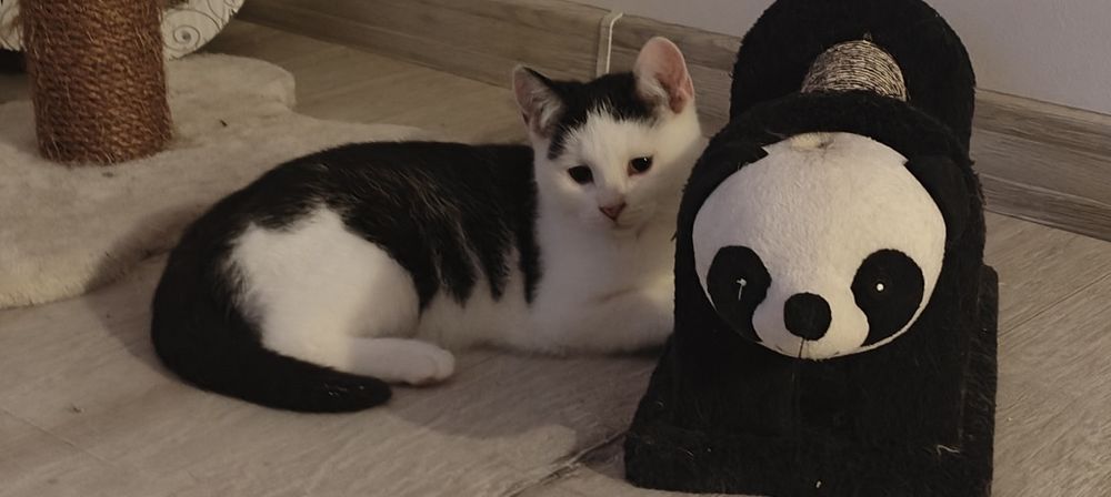 2 ślicznych kociąt do oddania