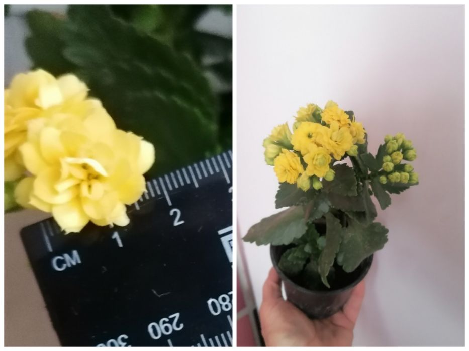 Каланхоє домашні вазони