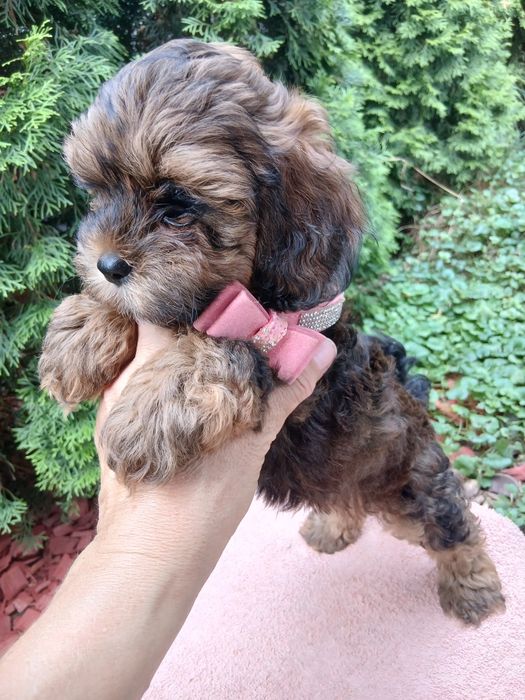 Suczka shihpoo hybryda