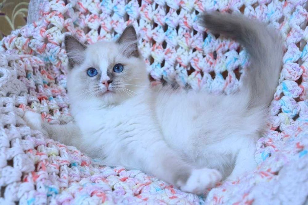 Очень милый и красивый котёночек Ragdoll//Регдолл в красивом окрасе