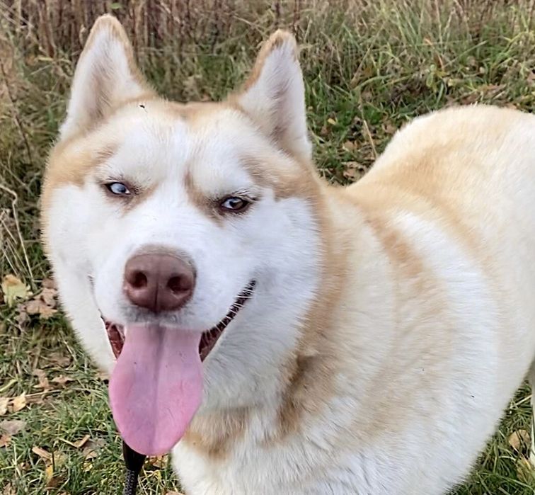 Suczka husky szuka domu