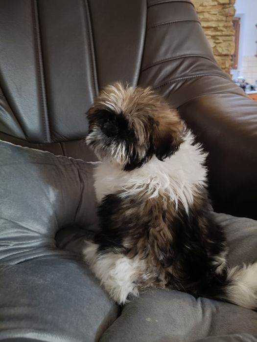 Shih tzu szczeniak suczka