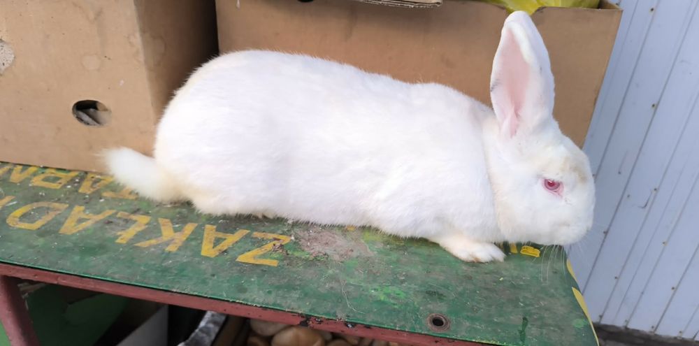 Królik termodzki biały samiec sprzedaż