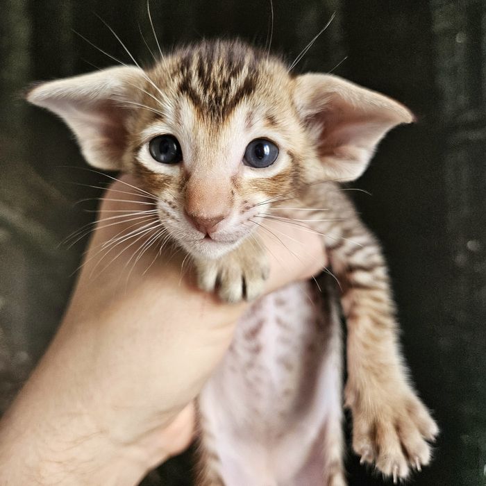 Kot orientalny - kocur