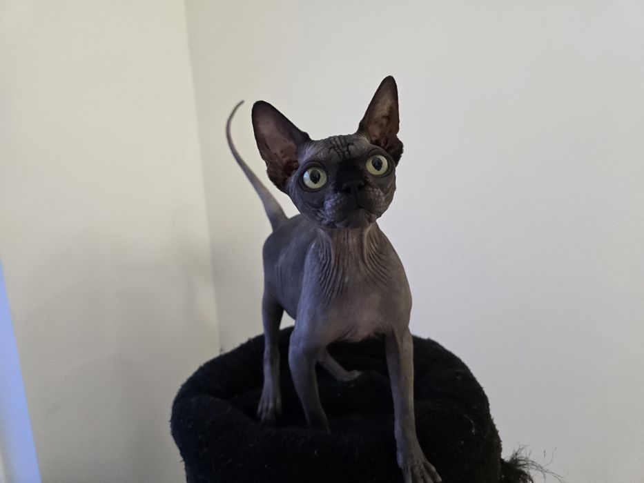 Kocurek sfinks, legalna hodowla WCF