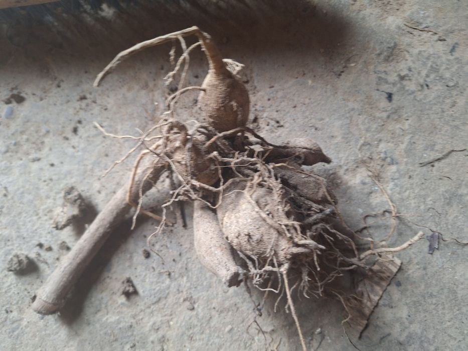 Karpy dalii, georginie