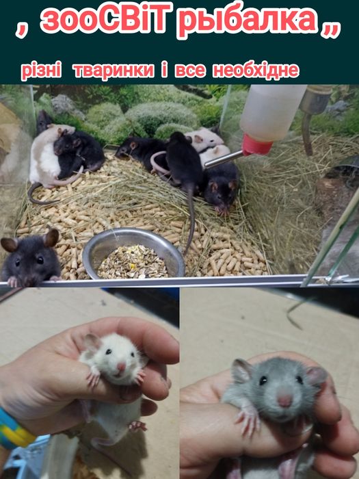 криска біла , голуба маленька