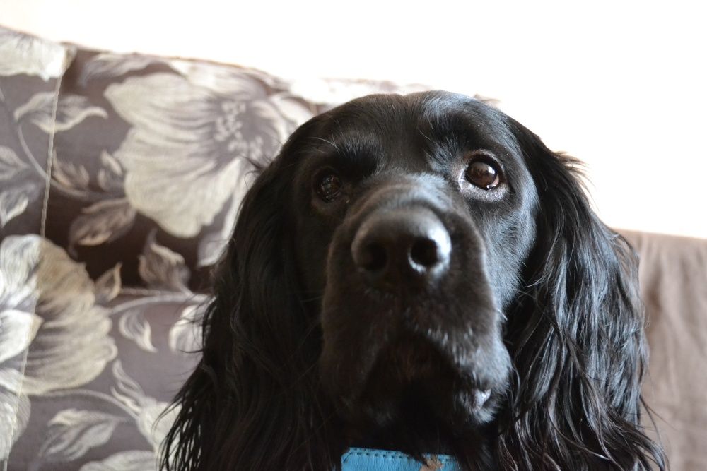 Вигул собак,догляд та годування тварин.Перетримка собак/котів. Зооняня