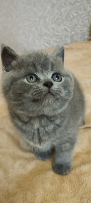 Шотландський  скоттиш страйт хлопчик