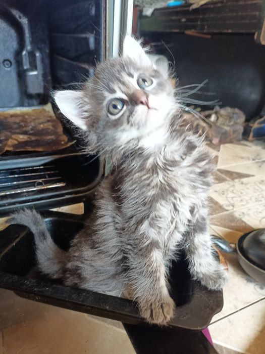 Кошенята шукають родину