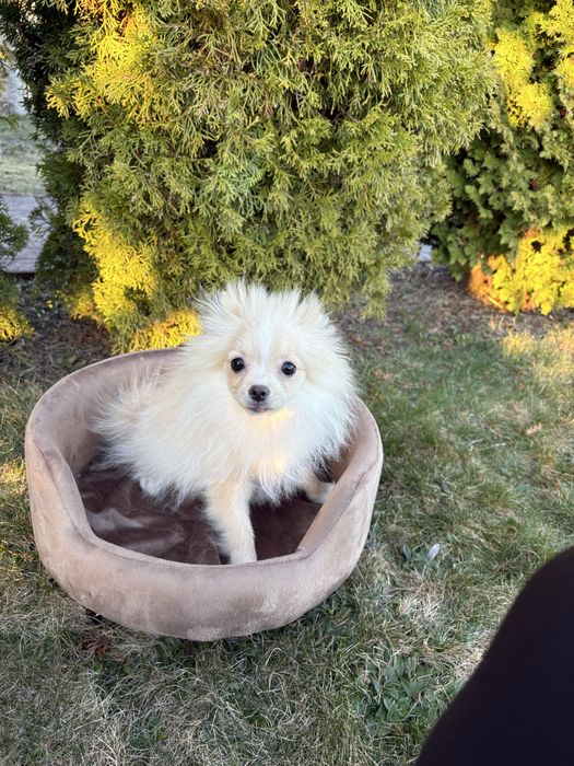 Szpic Miniaturowy Pomeranian sunia Inka