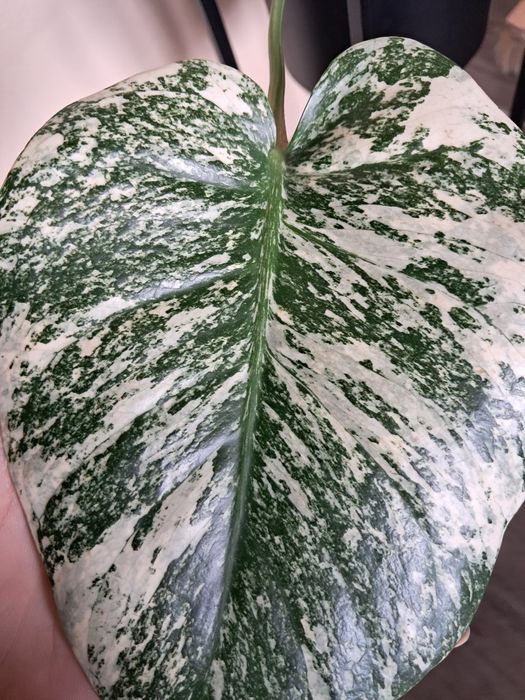 Monstera deliciosa mint