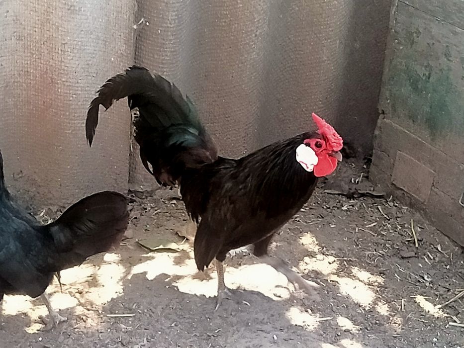 Продам курей породи бентам біловухий