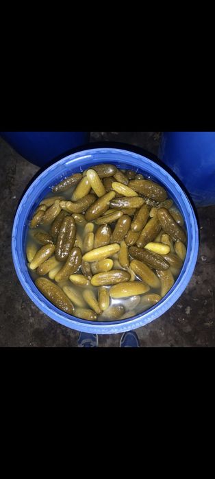 Ogórki kiszone 6-12 octopus