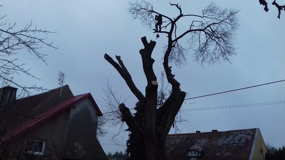 Przycinka i Wycinka Drzew Metodą Alpinistyczną
