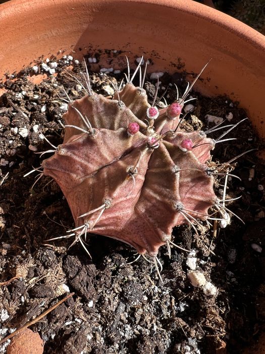 Cactos e suculentas