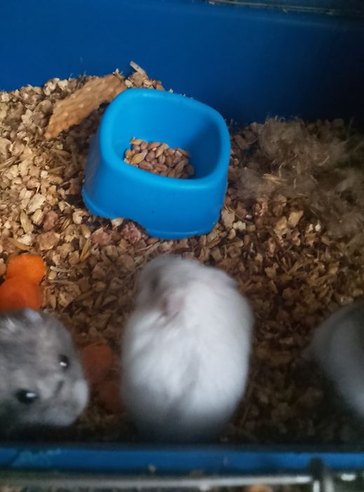 Джунгарские хомячки