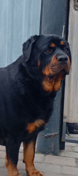 Цуценята ротвейлера