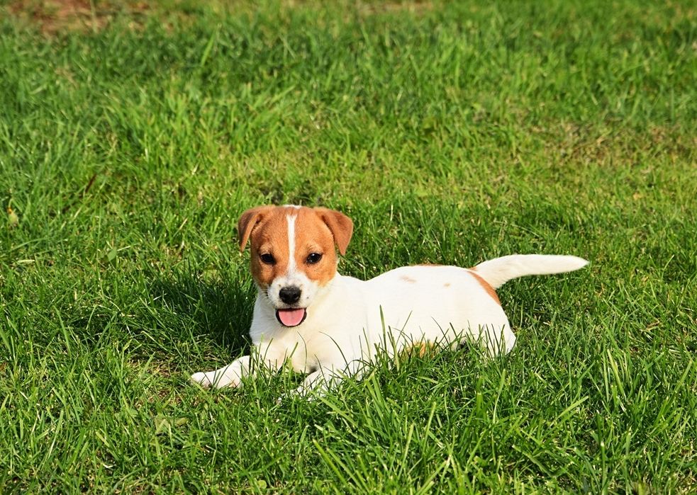 Jack Russell Terrier piesek !