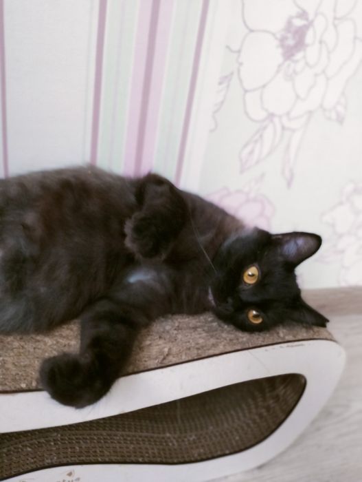 Димчаста красуня шукає родину