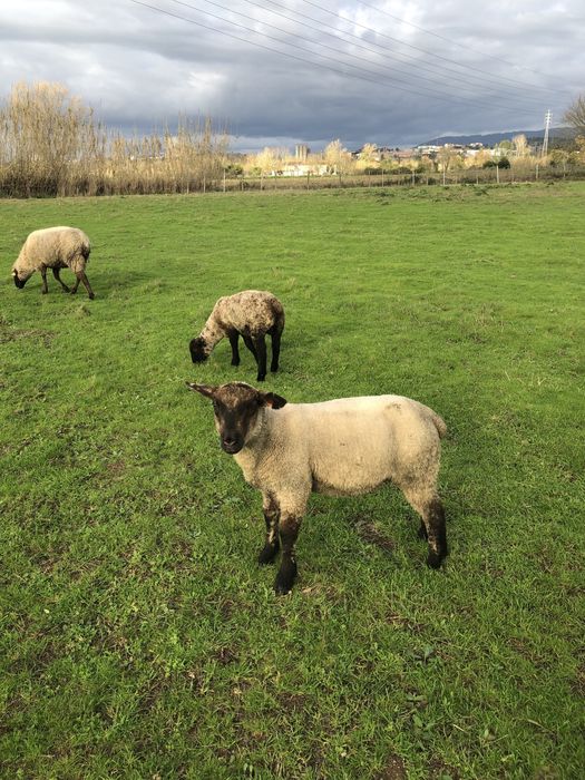 Venda  borregos Machos cruzados sulfok