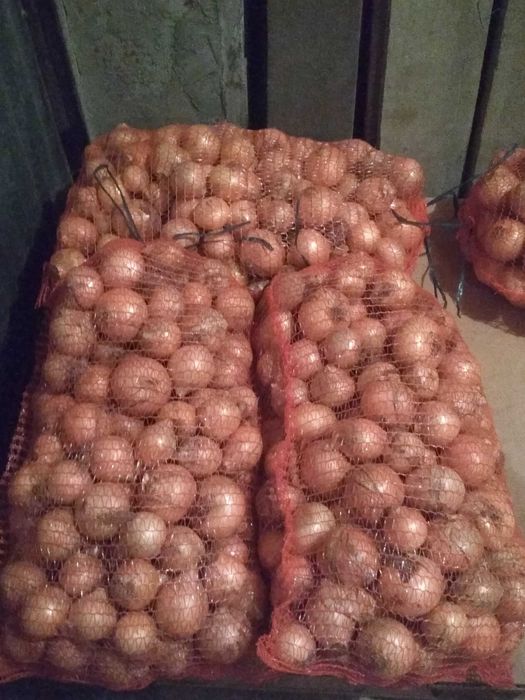 Cebula żółta z siewu