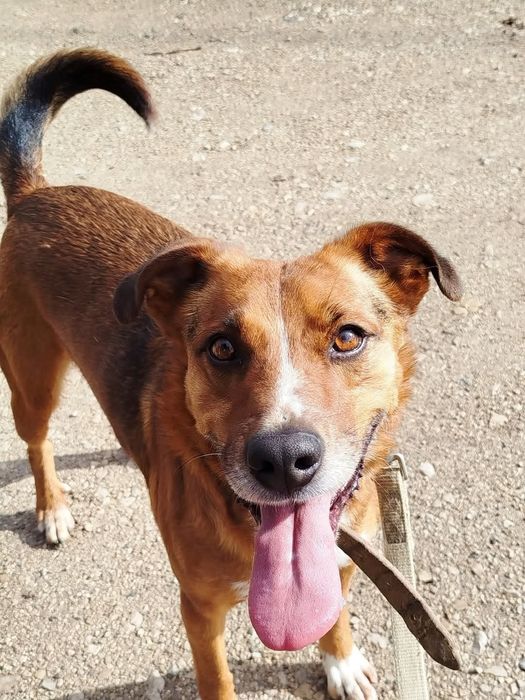 Dobbie - cão médio para adoção