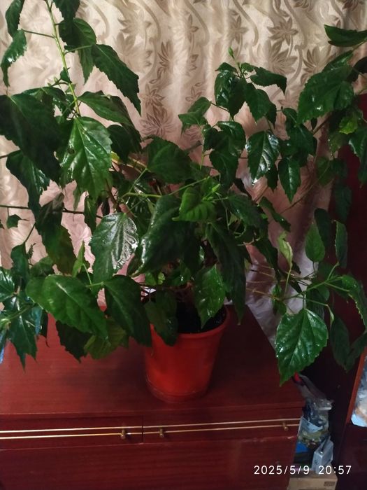 Китайская роза "Гибискус"