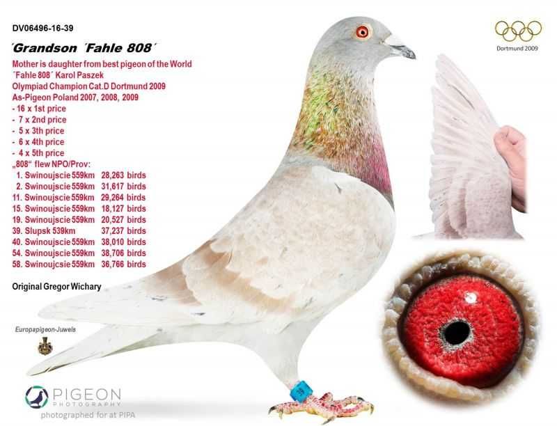 gołębie pocztowe inbred 808 / MAŁY VOS i  HET WONDER