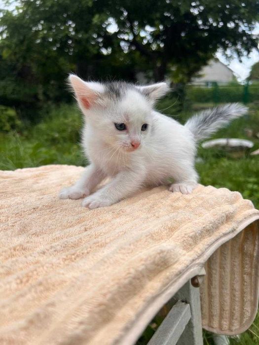 Віддам кошенят в добрі руки