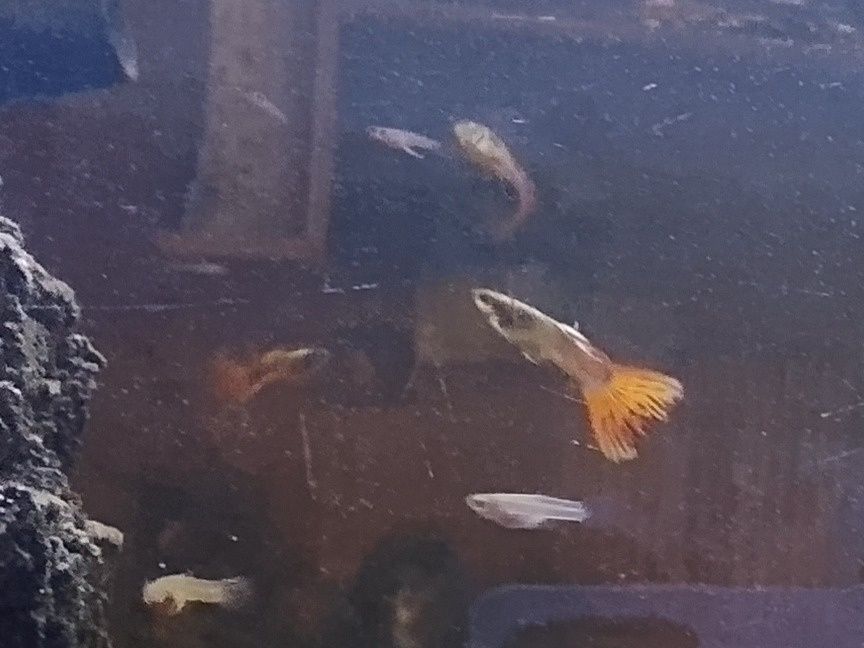 Sprzedaż rybek gupików