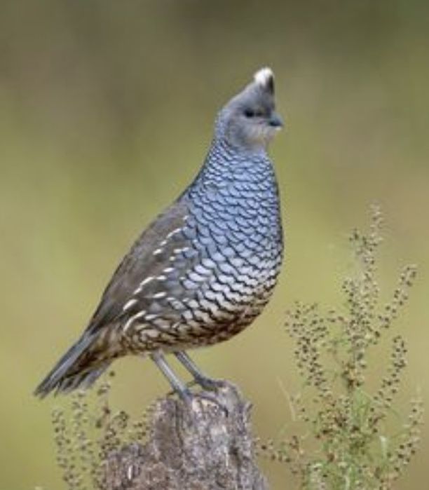 Cedência de perdizes