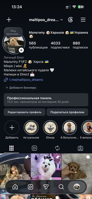 Девочка китайского той пуделя пудель китай