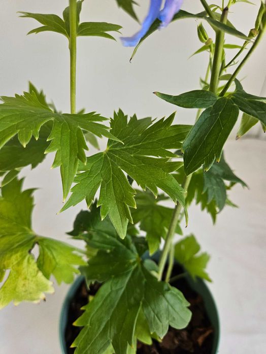 Ostróżka niebieska Sky Blue 45cm C1,5 – bylina ogrodowa + nawóz gratis